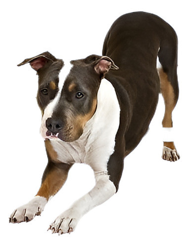 Gran Cierre Puerta Del Perro De Animal Doméstico - 11  X 9 0