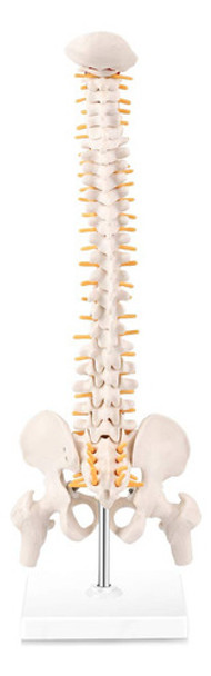 Modelo De Anatomia Da Coluna Vertebral Em Miniatura, Coluna 0