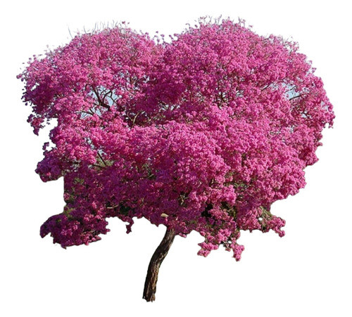 Arbol De Lapacho Rosado 2 Metros De Altura. Envios 0