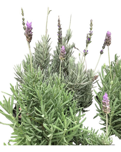 Planta Lavanda 0 Planta Lavanda 0