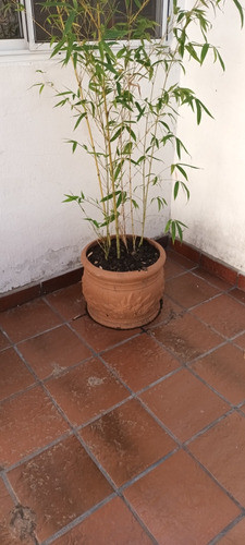 Maceta Con Árbol De Flores Rojas 0