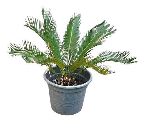 Palmera Cica, 80 Cm, Maceta Incluida 0