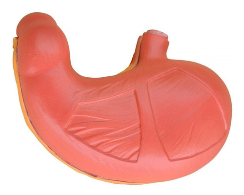 Modelo De Estomago  Codigo J3c319306 0