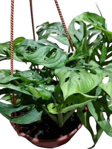 Monstera Colgante. 0