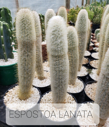 Cactus 0