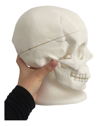 Cráneo Anatómico 3d, Con Stand Anatomía 0