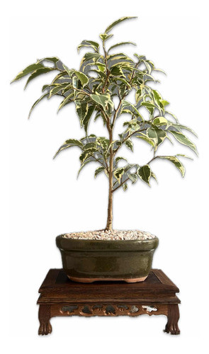 Bonsai Planta Ficus Variegado 12 Años Maceta Esmaltada N3 0