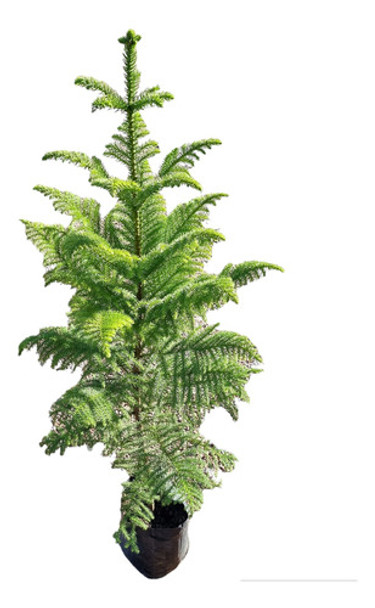 Pino Araucaria 0