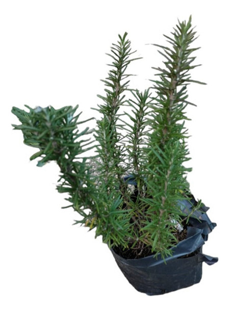 Romero Plantas Organico 0 Romero Plantas Organico 0