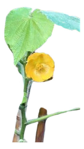 Abutilon Grandifolium Nativo Vivero Cielo Verde Orgánico 0