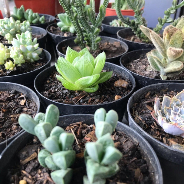 Suculentas 0 Suculentas 0