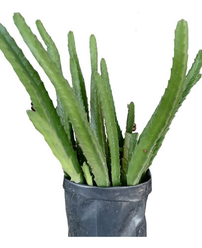 Planta Suculenta Stapelia 0