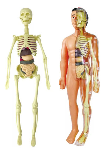 Modelo 3d De Anatomia Do Corpo Humano Para Crianças Em Plást 0