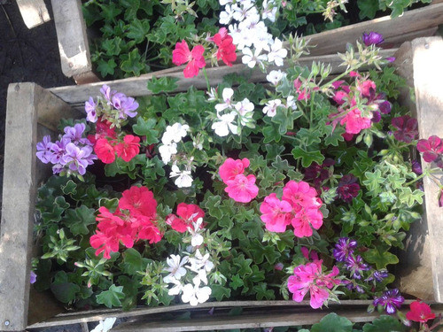 Geranio X 5 Unidades 0