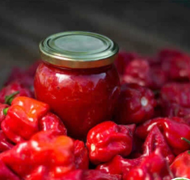 Semillas Aji Picante, Chile Habanero Red 0