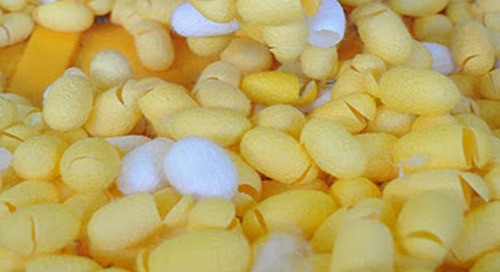 Gusanos De Seda Para Emprendimientos -5000 Unidades (huevos) 0