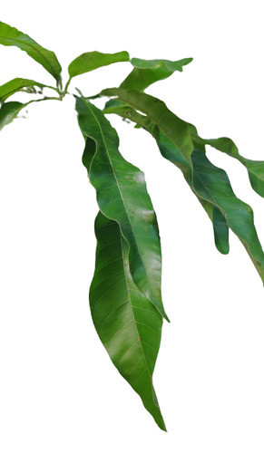 Hoja De Mango Por 45 Unidades Frescas O Secas 0