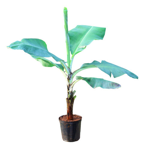 Planta Banano Consultar Variedad  Tamaño Envio Ver Descripc 0