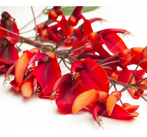 Ceibo Flor Roja 0