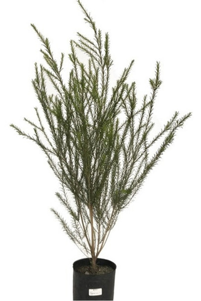 Malaleuca Cerco Vivo - Entrega Gratis Amba 0