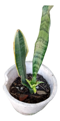 Espada De San Jorge Planta 0