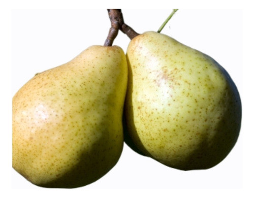 Peral Williams En Terrón 0