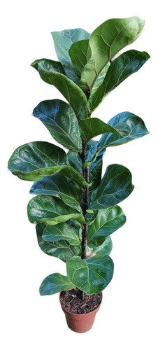 Planta Ficus Lyrata Envío Gratis 0