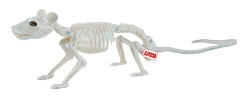 Esqueleto Rata Ratón Huesos Halloween- Cc 0