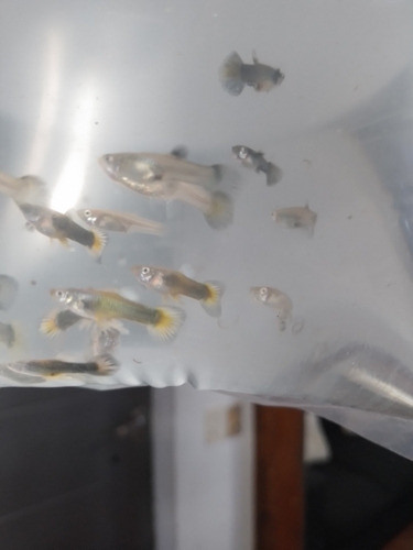 Peces Gupys O Levistes 0