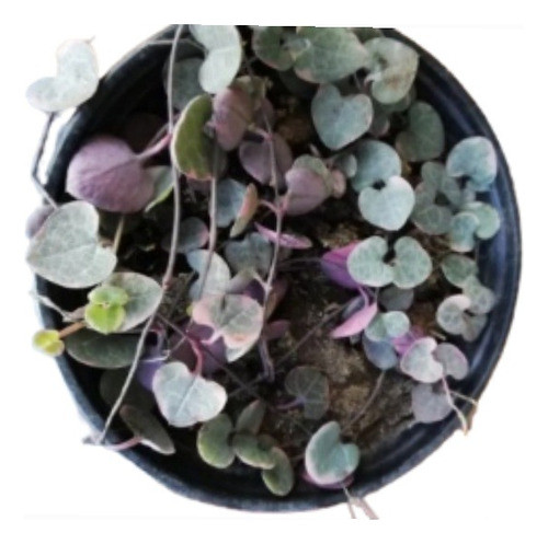 Planta Colgante Ceropegia 0