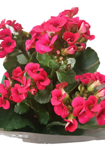 Floral Kalanchoe 0