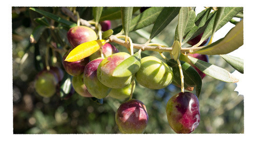 Olivo - Arbol De Aceitunas 0