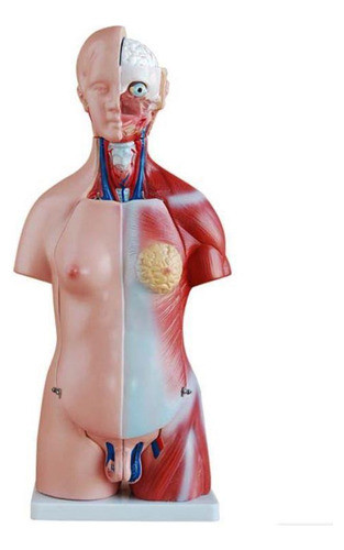Torso Humano 45 Cm Em 24 Partes E Coluna Exposta 0