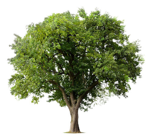 Árbol Arazá Envío Gratis 0