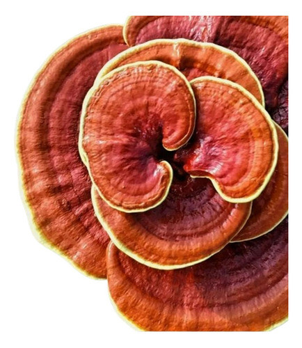 Ganoderma Trozado Deshidratado 0
