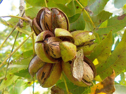 Nueces Pecan Islas 0