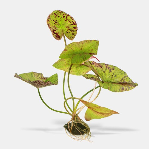 Lotus Green Tiger 0