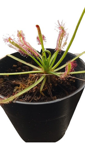 Planta Carnivora Droseras X2 0
