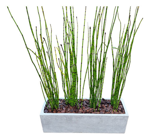 Planta Equisitum Con Jardinera 0