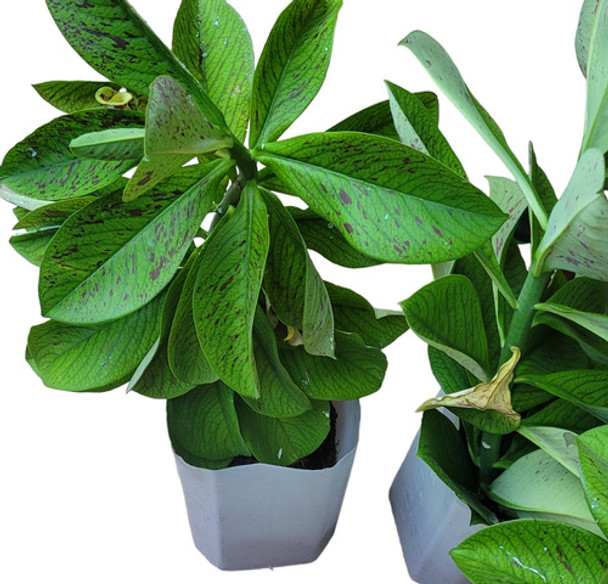 Planta Euphobia Umbrelata. Lechero Africano 0 Planta Euphobia Umbrelata. Lechero Africano 0