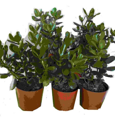 Arbol De Jade ( Prosperidad ) Impecables... No Hago Envios 0