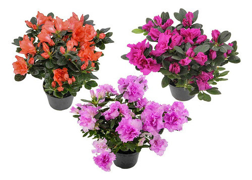 Azalea P14 0