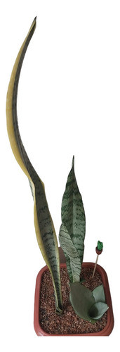 Espada De San Jorge Ó Sanseveria + Tutor 0