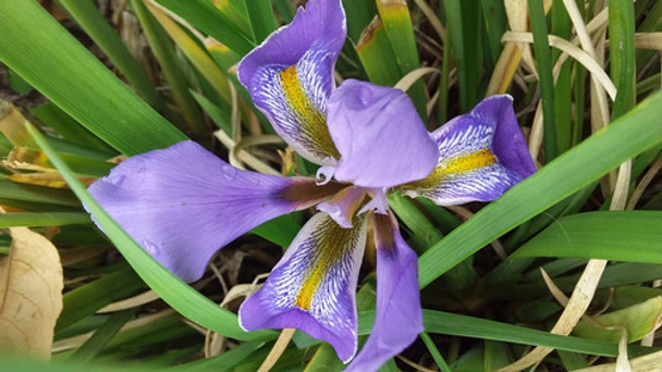 Lirio De Invierno X 3 0