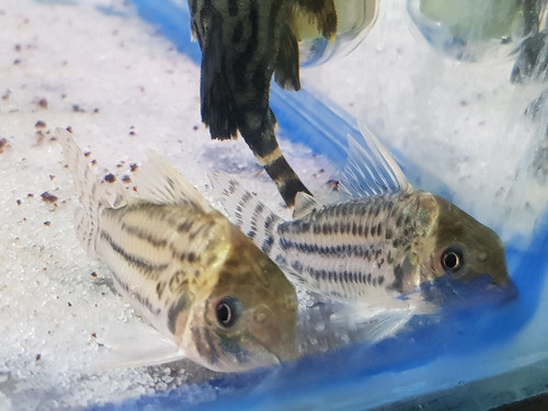 Pez Corydora Agassizii Xl Importada 0