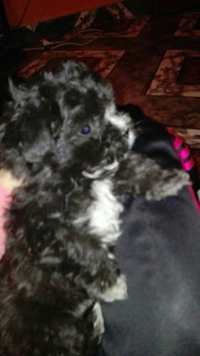 Caniche Mini Toy Hermosa Cachorra 0