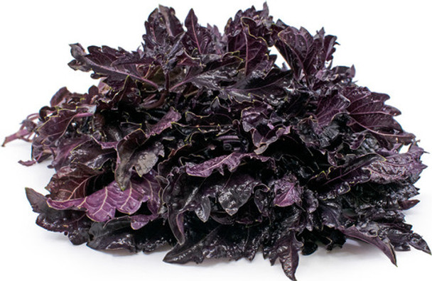 Sementes De Manjerição Roxo Red Ruffles - Loucura No Jardim! 0 Sementes De Manjerição Roxo Red Ruffles - Loucura No Jardim! 0