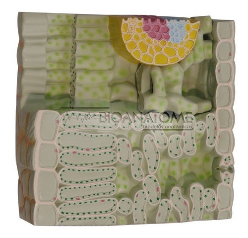 Modelo De Estrutura Da Folha Ampliada 700x 0