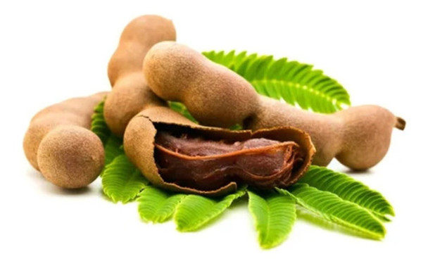 Frete Grátis Tamarindo Tamarindus Indica Sementes Fruta 0 Frete Grátis Tamarindo Tamarindus Indica Sementes Fruta 0