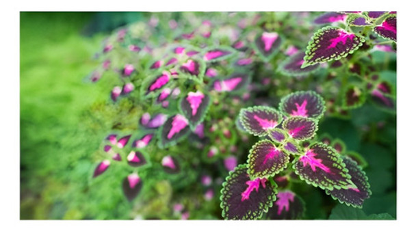 Semillas De Coleus Sobre Por 0,15gr Valhalla Grow Shop 0 Semillas De Coleus Sobre Por 0,15gr Valhalla Grow Shop 0